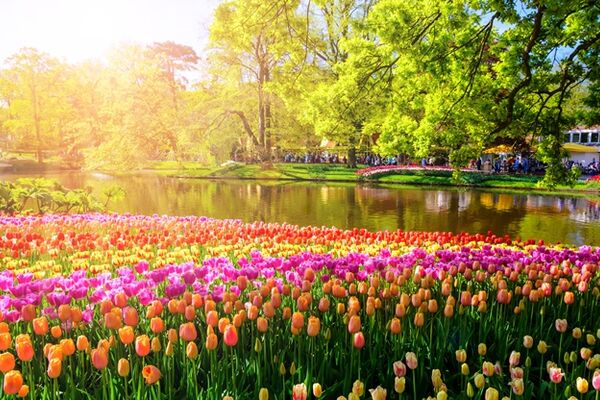 Tulpen auf dem Keukenhof