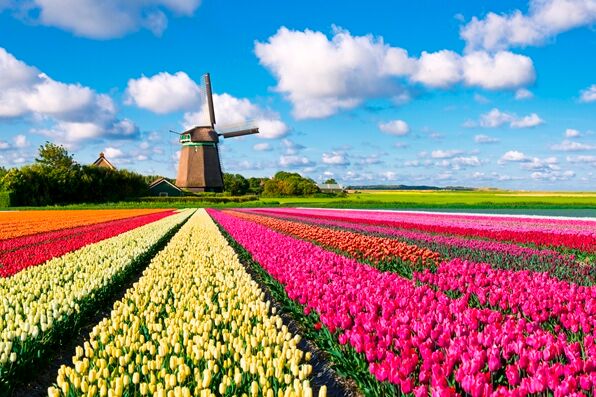 Tulpenfeld mit Windmühle