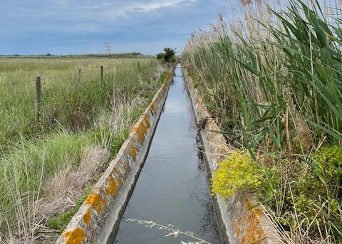 bewaesserungsgraben in der camargue