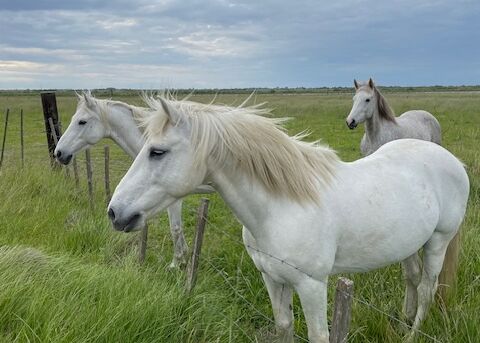wildpferde in der camargue