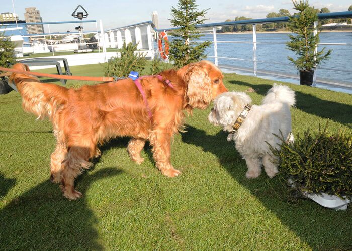 Flusskreuzfahrten mit Hund - Hundewiese auf dem Sonnendeck