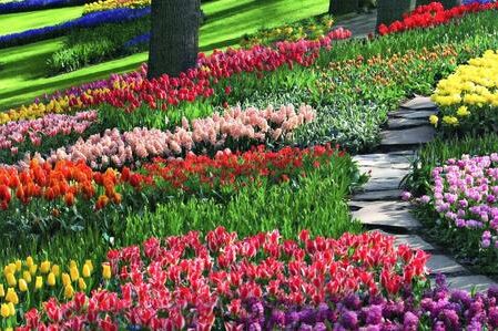 Tulpenwiese Keukenhof