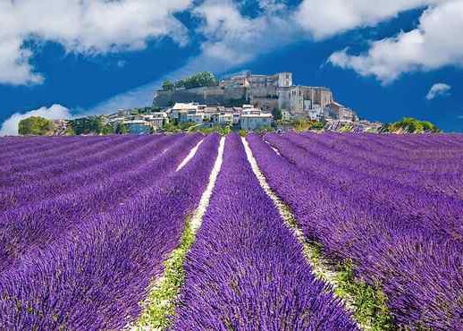 Blühender Lavendel in Südfrankreich