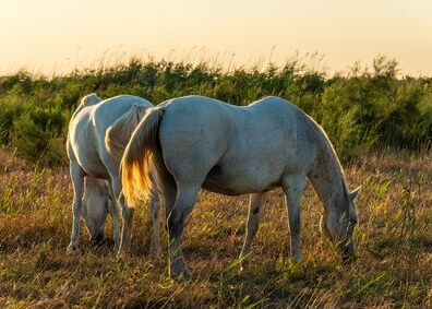 Wildpferde in der Camargue