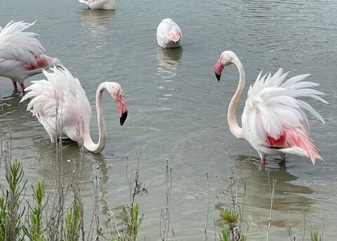 flamingos in der camargue