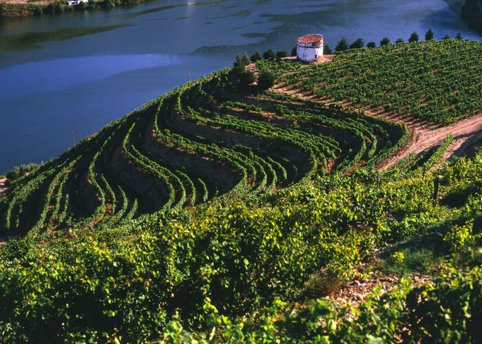 Weinberge am Douro
