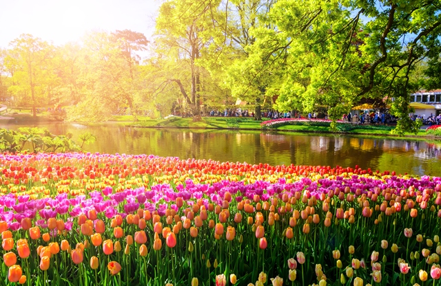 Keukenhof in Holland